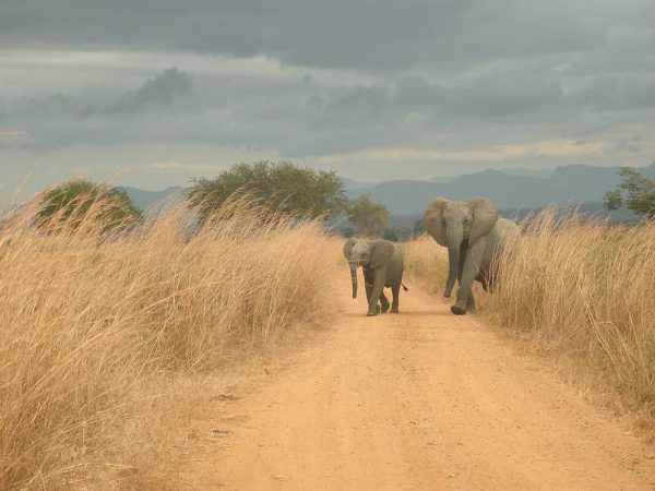 Elephants_crossing_road_in_Mikumi_National_Park,_Tanzania